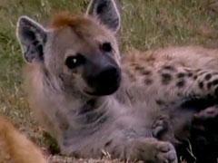 Hyena Moms Feed Their Young | Kratts Creatures | PBS LearningMedia